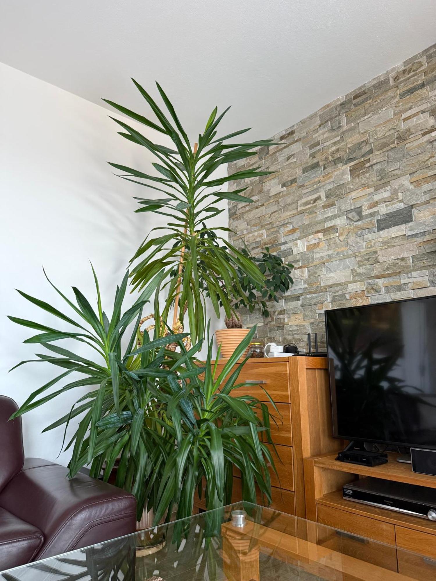 Rubicon Apartment *